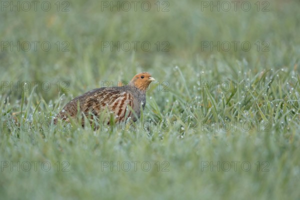 Dewdrops glisten... Grey partridge (Perdix perdix) walking through a dewy field in the early