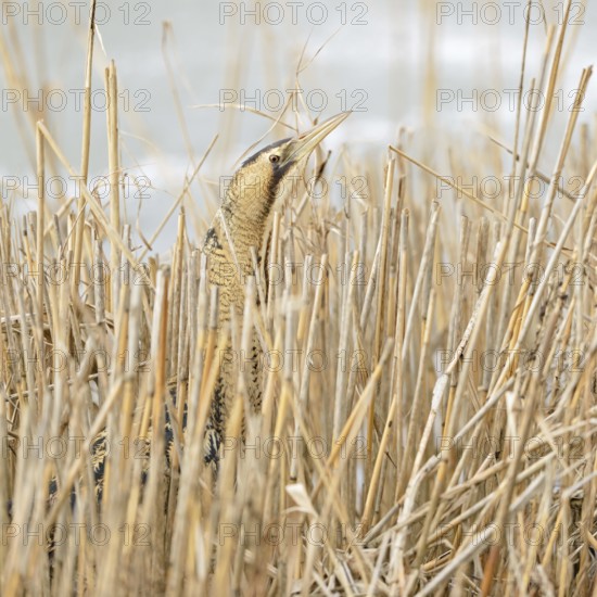A quick look... Bittern (Botaurus stellaris) in winter, head portrait, cropped view, lives hidden