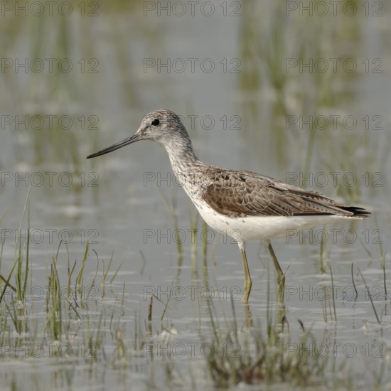 Green legs, upward curved bill... Greenshank (Tringa nebularia) in the shallows of a flooded