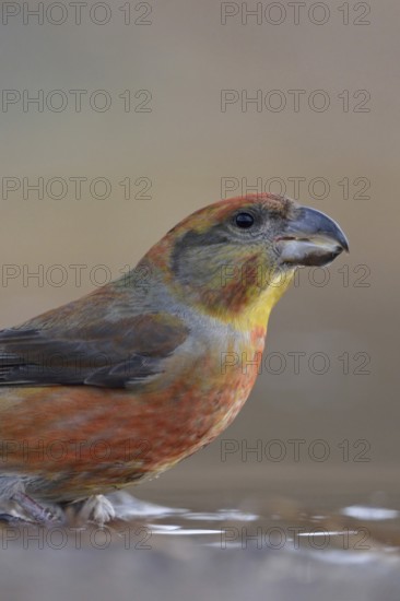 Pine crossbill (Loxia pytyopsittacus), colourful male has come to a puddle of water to drink, sits