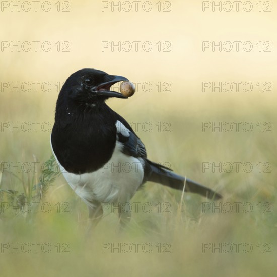 Stocking up for winter... Magpie (Pica pica), adult bird, in autumn with an acorn in its beak looks