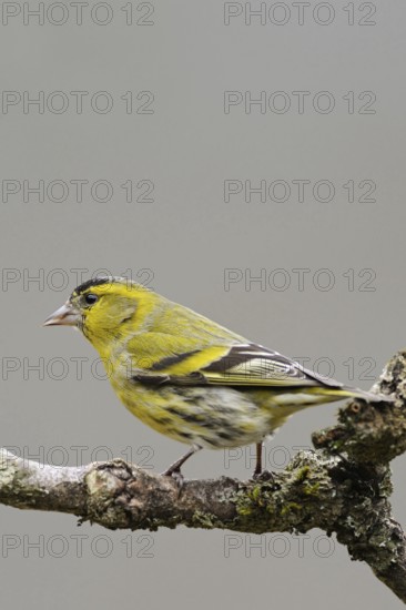 Siskin (Spinus spinus), male bird in breeding plumage, splendid plumage sits on the dry branch of