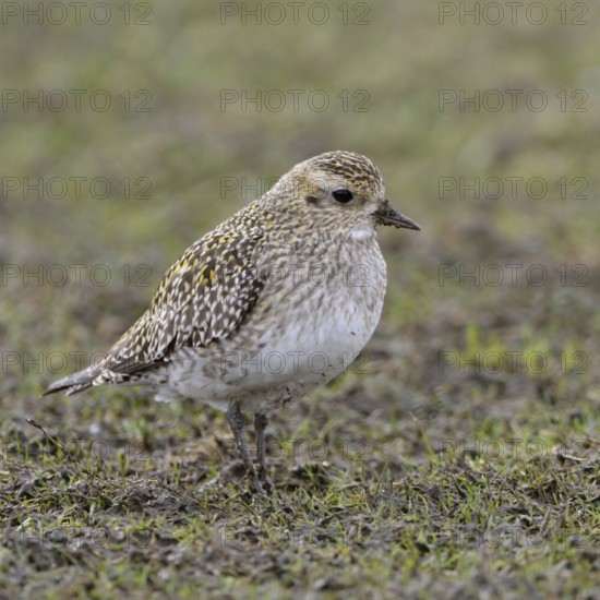 Stopover in North Rhine-Westphalia... Golden plover (Pluvialis apricaria) on migration, foraging in