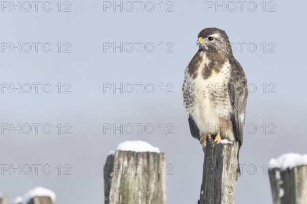 In snow and frost... Buzzard (Buteo buteo) perched on a fence post in the snow on a cold winter's