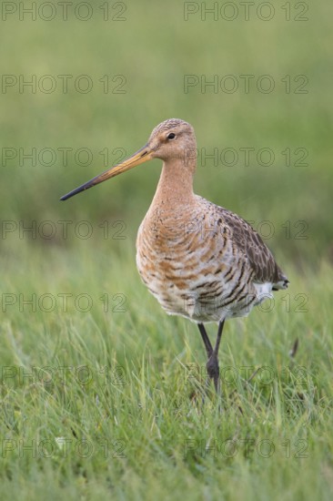 In breeding plumage... Black-tailed godwit (Limosa limosa), adult bird in breeding plumage,