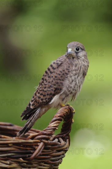 Young falcon... Kestrel (Falco tinnunculus), young falcon sits on the handle of a woven basket,