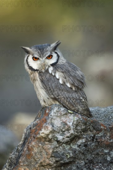 Bright fiery red orange eyes... Southern scrub owl (Pilopsis granti), small, very pretty owl,