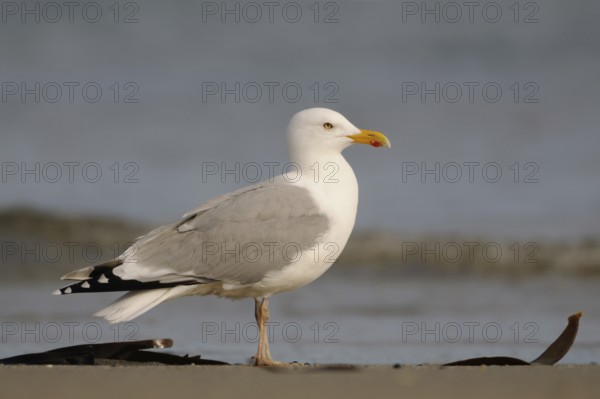 Ubiquitous... Herring gull (Larus argentatus), most common large gull in Northern and Western