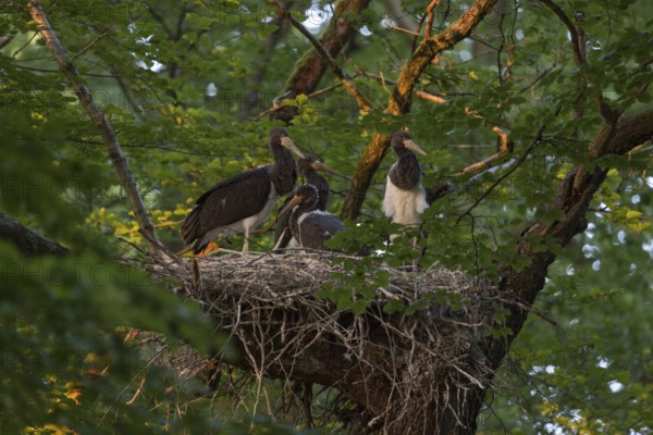 High up in the crown of an old beech tree... Black stork (Ciconia nigra), Wood Stork, well-hidden