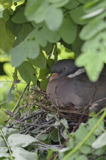 Nesting... Wood pigeon (Columba palumbus), wild pigeon nests hidden, secretly, nest in a tree,