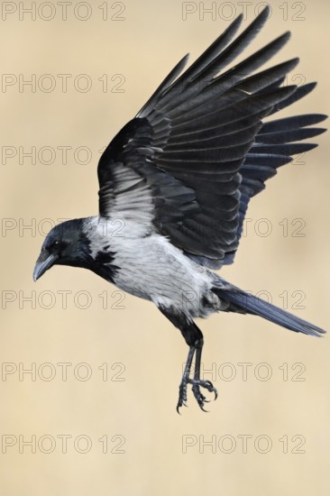 On the approach... Hooded Crow (Corvus cornix) in flight, flying, unmistakable raven bird due to