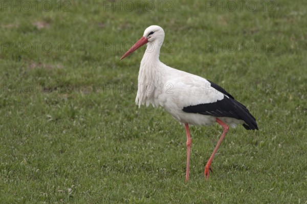 In search of food... White stork (Ciconia ciconia) struts, strides across a green meadow, pasture,