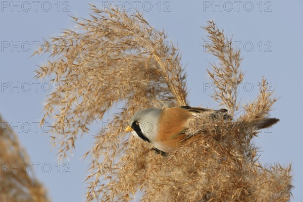 Male bearded tit, bearded tit cock in the reeds... Bearded Tit (Panurus biarmicus), adult male in