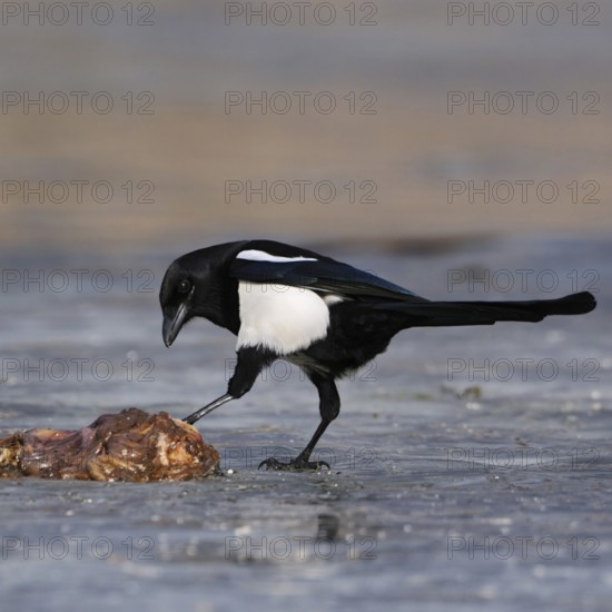Guardian of nature... Magpie (Pica pica) has found food, carrion, probably entrails, on a frozen