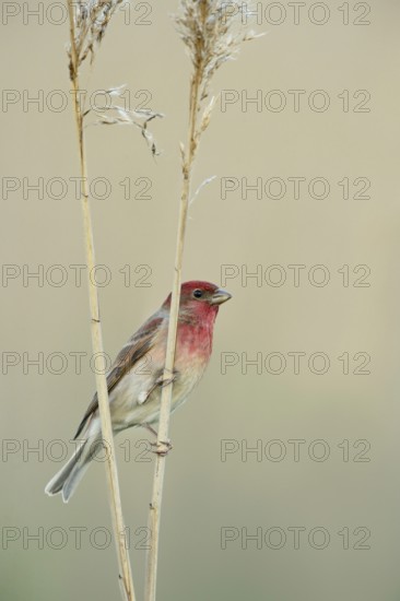 Bright red head... Carmine Finch (Carpodacus erythrinus), male bird perches on reed stems, very