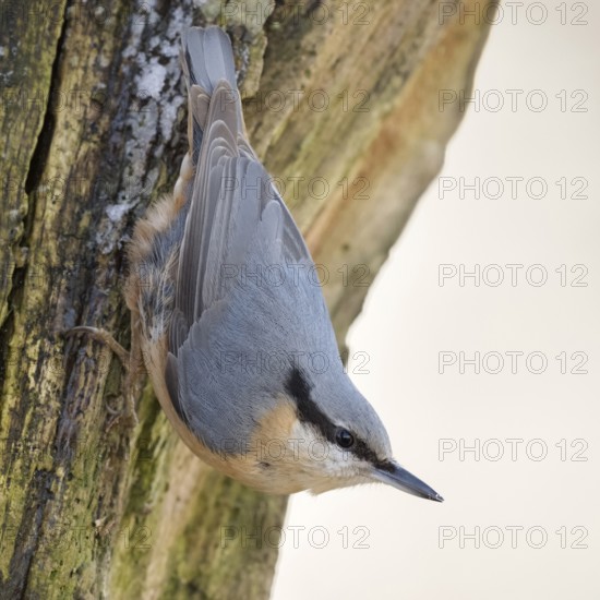 Head over heels... European nuthatch (Sitta europaea) in winter, secures the environment, native