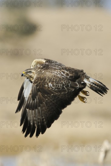 Buzzard (Buteo buteo), adult bird, well-known, frequently observed bird of prey at eye level in