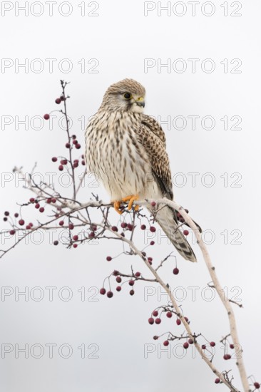 In winter... Kestrel (Falco tinnunculus), female falcon, adult bird, sitting high up on a bush with