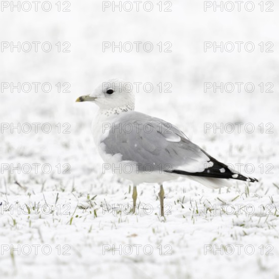 Mew Gull (Larus canus) in winter inland, sitting, resting on snow-covered farmland, white bird on