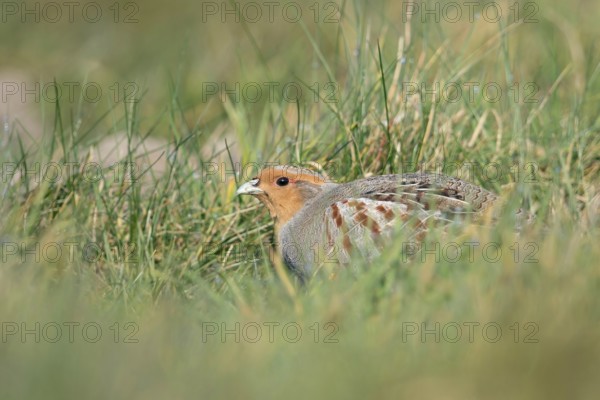 Secretly... Grey partridge (Perdix perdix) huddles in the grass, seeks shelter, field fowl