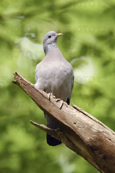 Under a green canopy... Stock Dove (Columba oenas) in the forest, the only native wild pigeon that