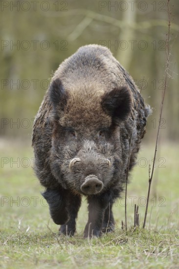 The last picture... Wild boar (Sus scrofa), encounter with a male wild boar, impressively powerful