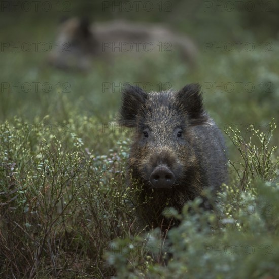 Curiosity... Wild boar (Sus scrofa), two young wild boars, overrunners in the undergrowth, direct