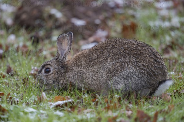 Foraging... Wild rabbit (Oryctolagus cuniculus), wild rabbit crouches with wet fur early in the