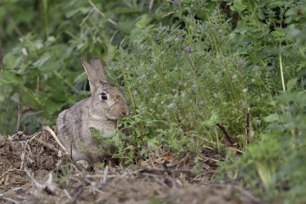 Wild rabbit (Oryctolagus cuniculus) feeding on a wild field, flowering strips of fresh herbs,