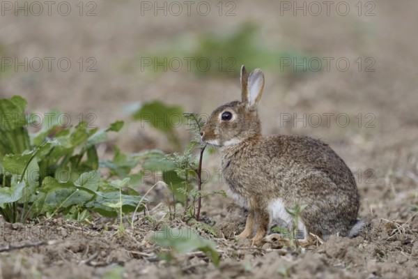 On an uncultivated field... Wild rabbit (Oryctolagus cuniculus) feeding on field herbs, typical