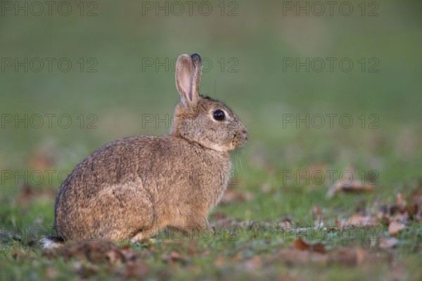 Active at dusk... Wild rabbit (Oryctolagus cuniculus) on a lawn covered with leaves, detailed