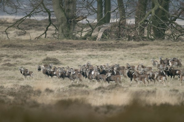 The whole herd... European mouflon (Ovis orientalis), European mouflon, mouflon herd in natural