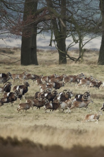 European mouflon (Ovis orientalis musimon), mouflon, mouflons, wild sheep, large herd, running,