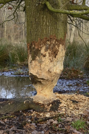 Feeding tracks... Beaver (Castor fiber), tree (oak) gnawed by beaver, feeding tracks, animal
