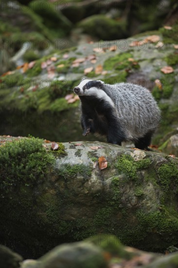 European badger (Meles meles), strong adult animal, runs over a few thicker boulders in autumn,