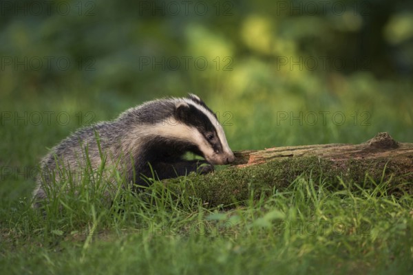 Young badger... European badger (Meles meles) looking for food, young animal, curious and playful,