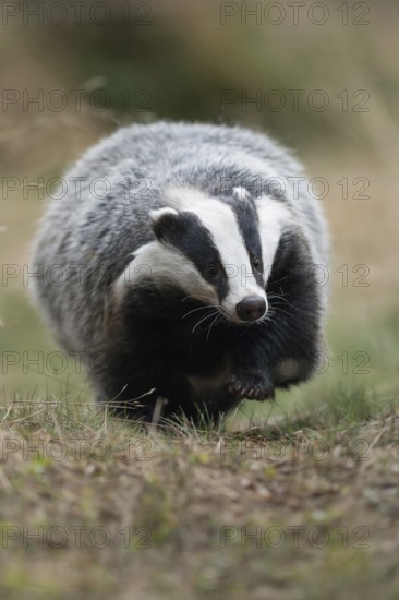 Quite cosy... European badger (Meles meles), strong adult animal, runs straight towards the camera