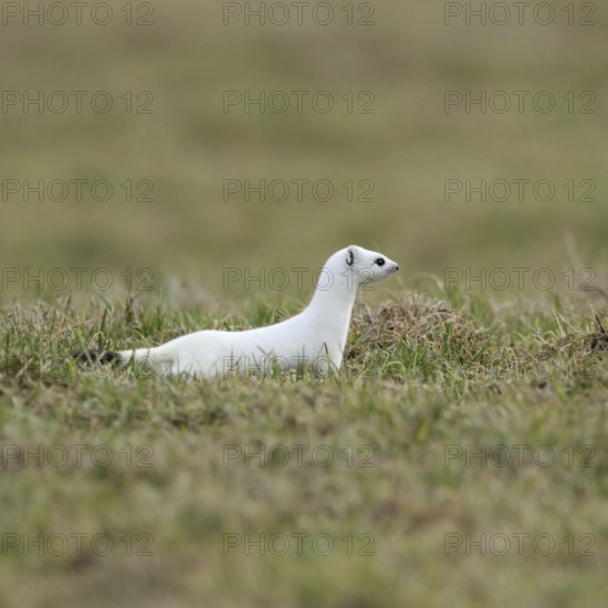 On the hunt... Ermine (Mustela erminea), large weasel in white winter fur hunting in a pasture,