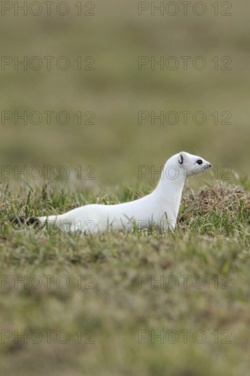 On the hunt... Ermine (Mustela erminea), large weasel in white winter fur hunting in a pasture,