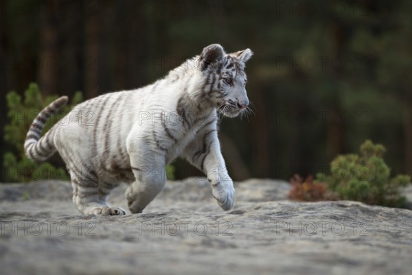 Impressive... Royal Bengal tiger (Panthera tigris tigris), Indian tiger, still quite young, white