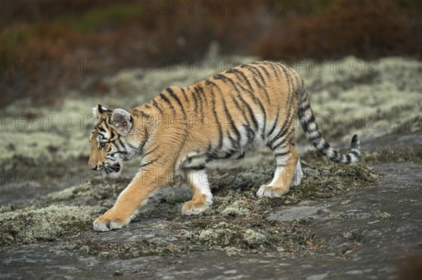 Royal Bengal tiger (Panthera tigris tigris), Indian tiger, impressive big cat, beautiful fur