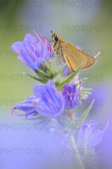 At the viper's bugloss... Essex skipper (Thymelicus lineola), summery, natural, detailed picture of