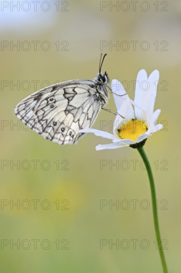 Chequerboard butterfly (Melanargia galathea), male, sitting on a daisy (Oxeye daisy) in summer,