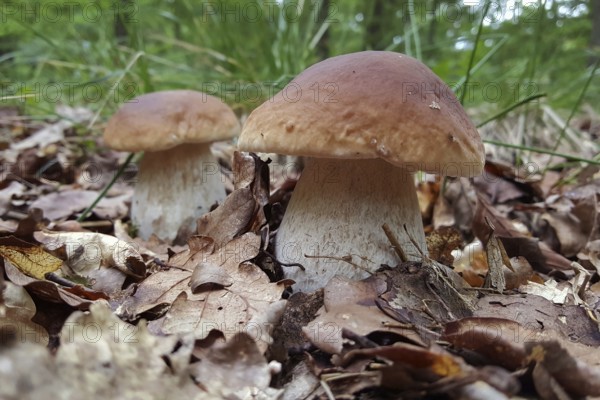 Mushrooms, thick-footed boletes, invite you to pick them in the late summer forest, mushroom season