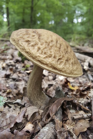 Mushroom time in the forest... Boletus (edible mushroom), mushrooms in the Eifel, local nature,