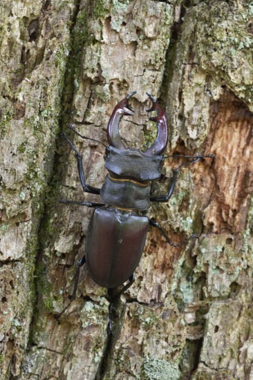Impressive beetle... Stag beetle (Lucanus cervus), male with large antlers, antler-like enlarged