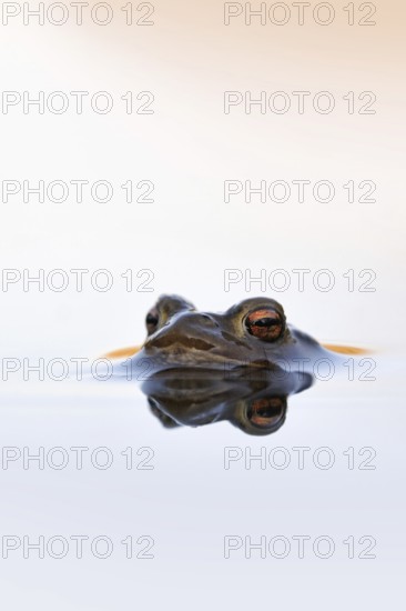 Waiting... Common toad (Bufo bufo) in spawning waters, waiting for a female ready to mate, typical