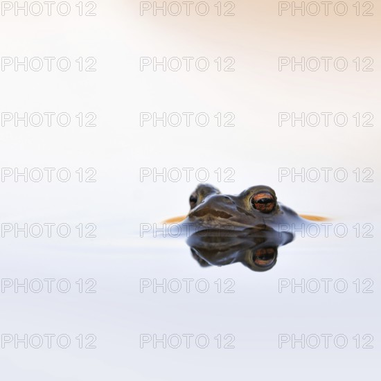 Waiting... Common toad (Bufo bufo) in spawning waters, waiting for a female ready to mate, typical
