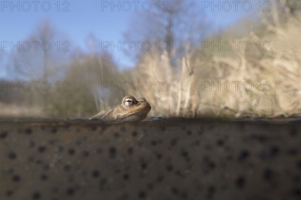 Common toad (Bufo bufo) sitting, resting in the water on frogspawn during spawning season, the