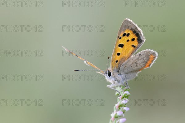 Towards the sun... Small copper (Lycaena phlaeas), butterfly, belongs to the blue butterflies,